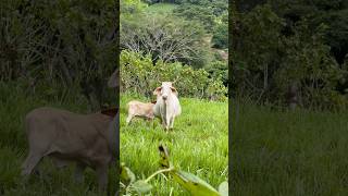 Cuántos terneros tendrá esta vaca 😱 sortsvideo [upl. by Ledairam104]