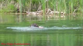 pudelpointer mickey  Pine Ridge Pudelpointer Mickey at the pond [upl. by Imarej]