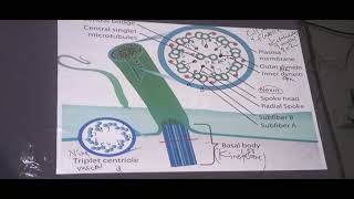 chp3 bio cillia and flagella and centrioles class 11 sum academy larkana [upl. by Sile]