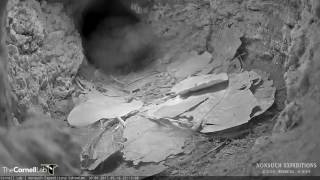 Leachs StormPetrel Vocalizations at the Bermuda Cahow Cam [upl. by Acimak662]