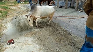 Bhutti Gorur Chorom paglami  Tarchira Bhutti goru at Goshala Agro Narshindhi  JJKH [upl. by Cordi]