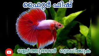 Betta fish malayalam betta fish caring and breeding fighter fish review and details malayalam [upl. by Keare]