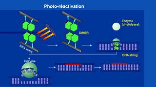 La réparation de lADN  ADN amp Lésions amp dommages [upl. by Mehelhteb]