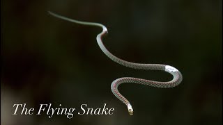 THE FLYING SNAKE  PARADISE TREE SNAKE in Sentosa Singapore [upl. by Adnuhsar918]