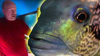 Huge WOLF CICHLID Aquarium Tour [upl. by Ahar740]