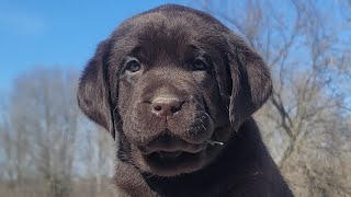 Autumns Puppies Cute Lab Puppies Enjoying the Nice Spring Weather🐶💓 DJ Labradors [upl. by Eihtak323]