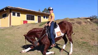 Cavalo Mangalarga Adestrado Hipica Rancho Novo [upl. by Cissej]