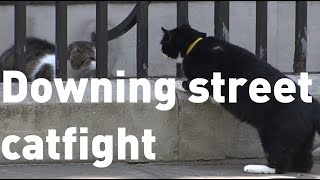 Downing Street cats Larry and Palmerston get in another fight [upl. by Ameen143]