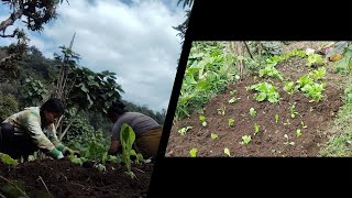 Yestoi cha sathi haru Aju Ama sanga Baari ma saag ropdai🌱🌱 [upl. by Bencion]