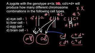 How to solve Allele Recombination problems in Genetics advanced [upl. by Alolomo]