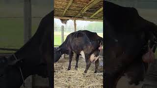 Big udder cow giving birth to a baby shorts viral trending yt [upl. by Nossah275]