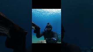 One Perfect Shot Spearfishing a MULLET Behind the Rocks [upl. by Finlay]