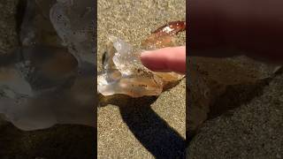 Jellyfish vs Sand Piranhas Completely Infested shorts [upl. by Hizar]