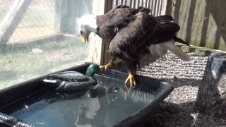 quotWoodyquot the Bald Eagle and duck decoy enrichment [upl. by Norvun]