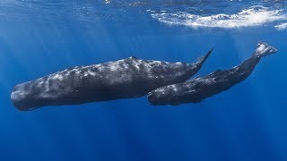 Facts The Sperm Whale [upl. by Aicittel690]