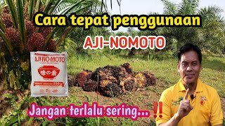 cara pemberian Ajinomoto yang tepat pada tanaman sawit rentang waktu [upl. by Eleahcim431]