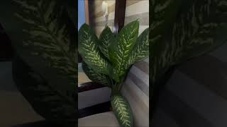 ডাইফেনবাচিয়া সেগুইন Dieffenbachia Seguine  plants music [upl. by Vine]