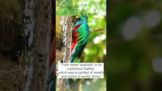 quotResplendent Quetzalquot [upl. by Annoynek371]