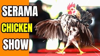 Serama Chicken Show The Ultimate Bantam Beauty Contest [upl. by Atsok]