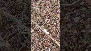 Longtailed Weasel spotted with breakfast while deer hunting weasel wildlife hunting [upl. by Karlen652]