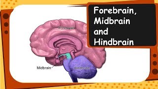 Biology  Important parts of brain and their functions  Control and coordination  Part 3 – English [upl. by Helmer960]