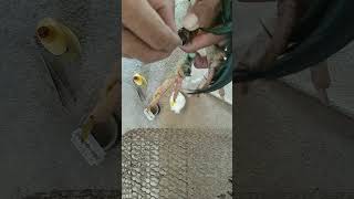 VID chicken foot treatment 2 birds [upl. by Llezniuq]