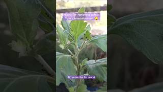 Tired of aphidsHere is the hackRemove aphids from chrysanthemumyoutubeshorts insects aphids [upl. by Sofer]