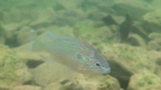 Snorkeling in the clear water of Laurel River Lake Corbin Kentucky [upl. by Ranice]