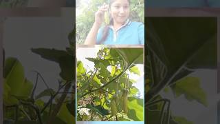 brinjal Indian eggplant shortsfeed garden shortsviralvideo uk yt Solanum melongena love [upl. by Nitsyrc]