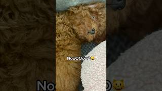 POV You’re an Introvert shorts dog funny lifewithdog toypoodle [upl. by Neyr]