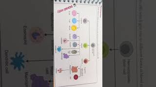 PROCESS OF HEMATOPOIESIS haematology HEMATOPOIESIS RBCBLOOD [upl. by Terr637]