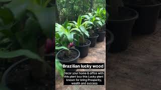 Brazilian Lucky wood plant  Lucky plant  Fortune plant plants brazilianluckywood gardeningtips [upl. by Lyrad]