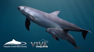 Save the Vaquita Petition [upl. by Yuh]