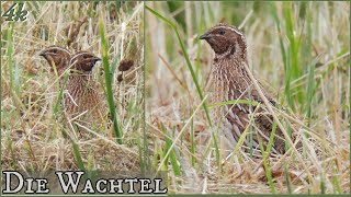 Die Wachtel  Balz im Sommer [upl. by Speroni]