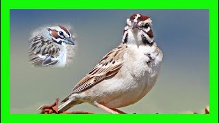 Lark Sparrow Song Lark Sparrow Call Singing Voice  Gorrión Arlequín Canto  Chondestes Grammacus [upl. by Berns472]