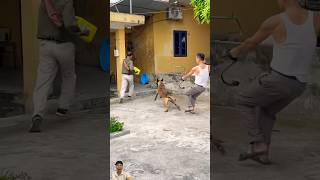 👍👍👍TRAINING DOG K9  k9 doglover pubg high malinois dog malinois dogtraining crazy [upl. by Schaper]