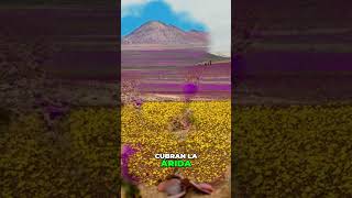 EL DESIERTO FLORIDO DE ATACAMA🏜️🌻🌺 atacama atacamadesert desiertodeatacama chile youtubeshorts [upl. by Nauhs]