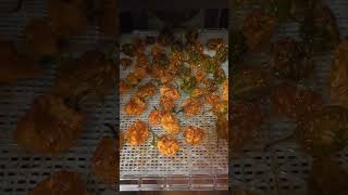 How to Dehydrate Onions and Habaneros [upl. by Urba]