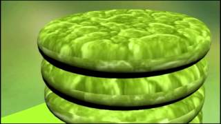 Chloroplast Animation [upl. by Dlnaod]