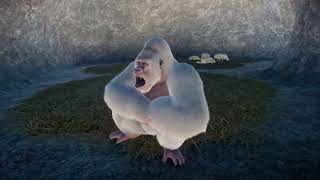 Albino Western Lowland Gorilla  Planet Zoo Animals [upl. by Nari]