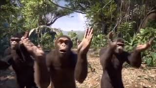 Monkeys dancing meme [upl. by Adnarim]