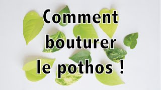 Comment bouturer le pothos   Vertbobo [upl. by Merril]