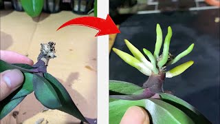 Orchids will grow a lot of roots with this method you may not know [upl. by Dodson]