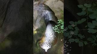 The Devils Bathtub Hocking Hills [upl. by Abrahan324]