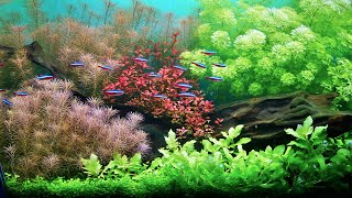 SIMPLE PLANTED AQUARIUM SETUP [upl. by Yrrac]