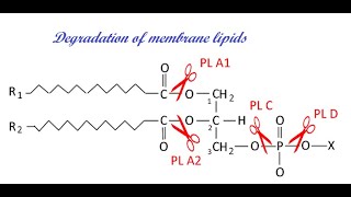 Lipids Lecture 6 Degradation of glycerophospholipids and sphingolipids [upl. by Shanan]