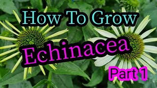 How to grow echinacea part 1 [upl. by Nerrat748]