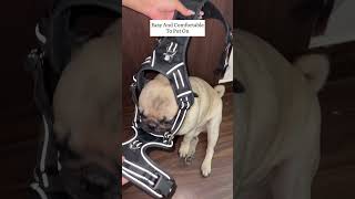 Best harness for dogs myhaulstore myhaulstorereview shorts [upl. by Drew857]