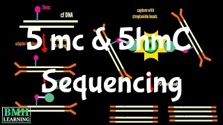 5 mc amp 5hmC Sequencing  Sequencing Of 5Methylcytosine amp 5Hydroxymethylcytosine [upl. by Sirrah]