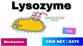 Lysozyme enzyme in Hindi  History Mode of action amp Mechanism [upl. by Ttegirb]